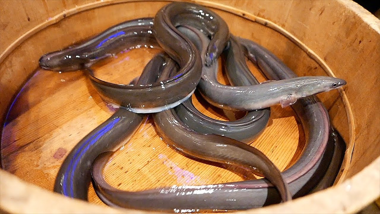 Grilled Eel