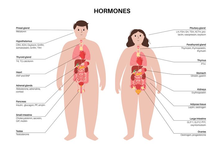 Hormone Replacement Therapy Comprehensive Guide on Types, Alternatives, Preventive Measures, and Latest Trends