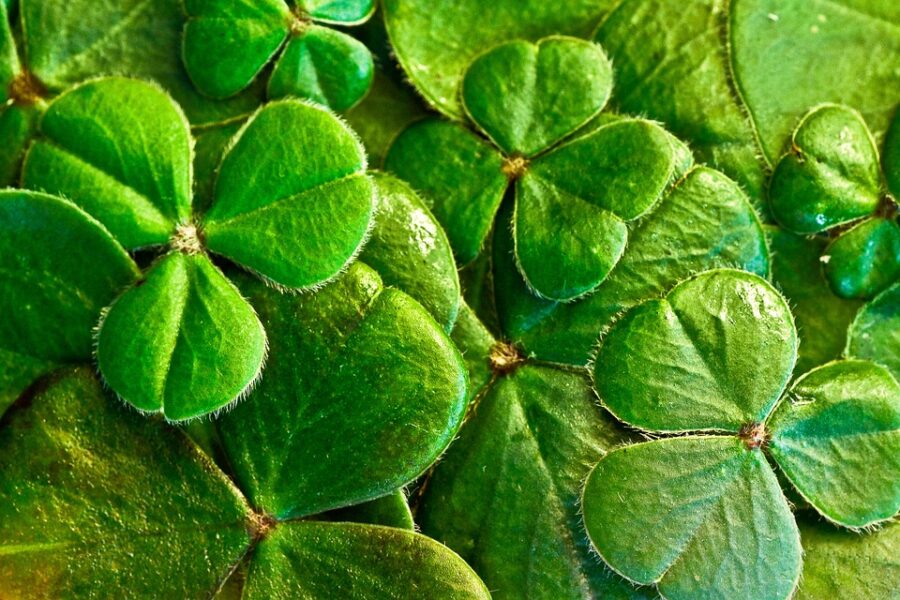 Celebrate St. Patrick’s Day the Irish Way: A Guide to the Festivities