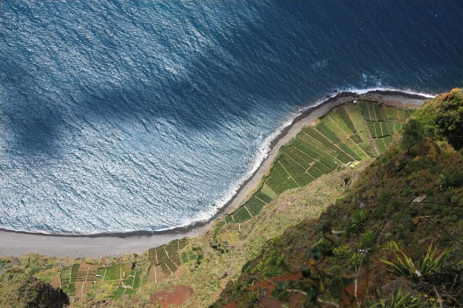 Exploring the Enchanting Beauty of Madeira Flower: A Hidden Gem of Nature