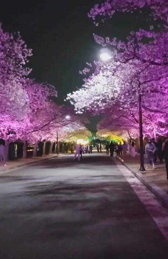 The Legend of Spring, Dive into the Gyeongju Cherry Blossom Festival